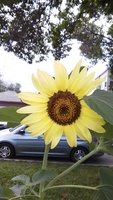 sunflower 20150731 083146+Image