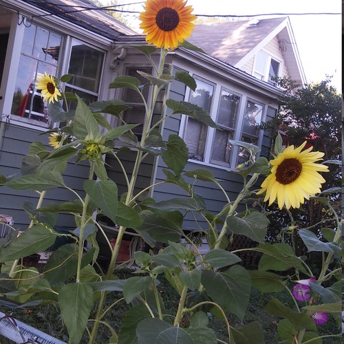 sunflowers 20150813 090541+Image