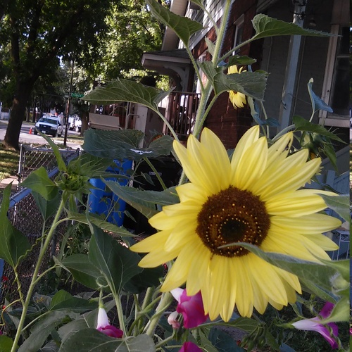 sunflowers 20150812 083541+Image