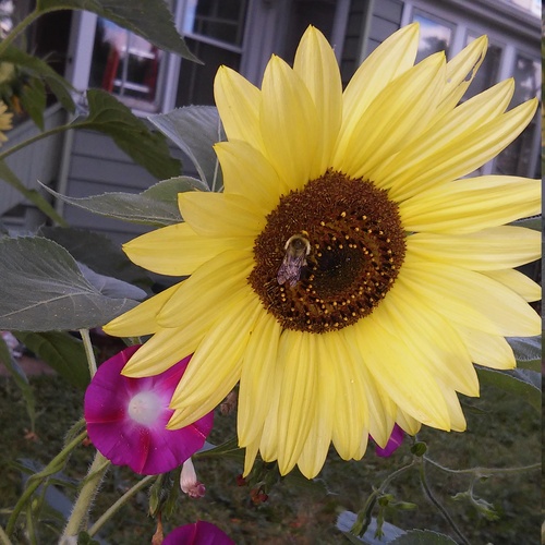 sunflower 20150812 085810+Image