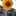 sunflower 20150812 085429+Image