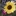 lemon sunflower 20150812 085810+Image