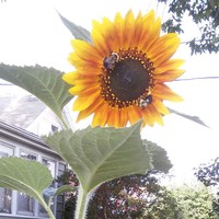 sunflower 20150810 085620-4+Image