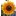 sunflower20150812 085100-5+Image